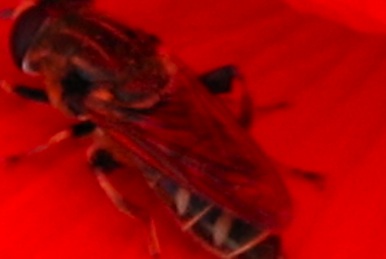 Syrphide su papavero (Merodon sp.)